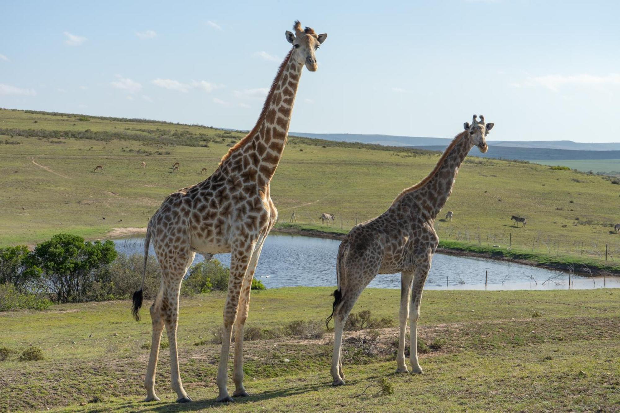 Hartenbos Private Game Lodge Exterior photo