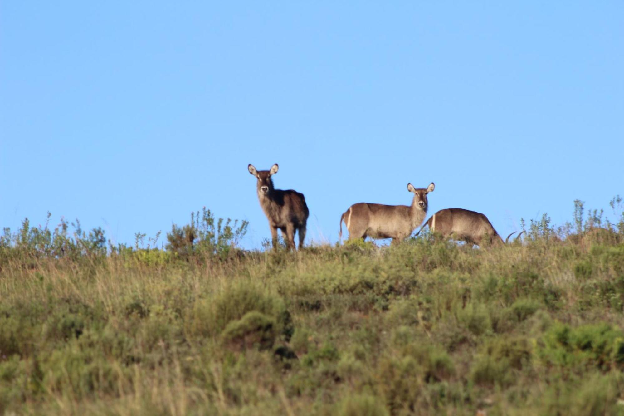 Hartenbos Private Game Lodge Exterior photo